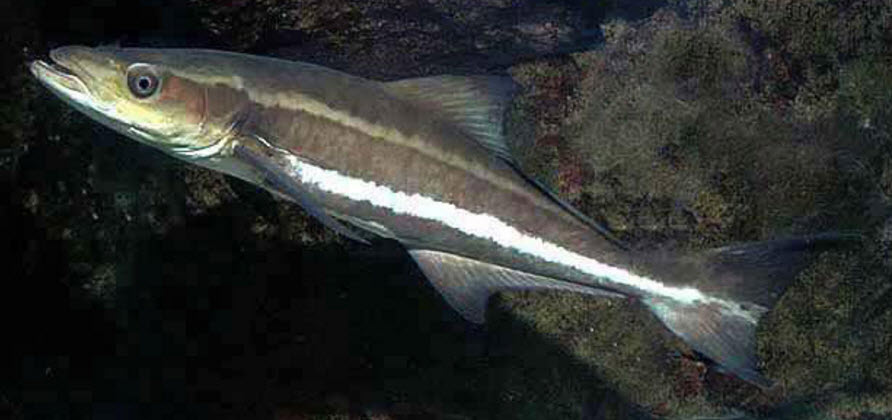 Rachycentron canadum_021.jpg